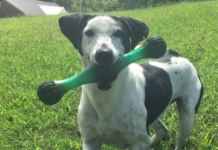 Pet of the Week: Meet Mr. Finch!