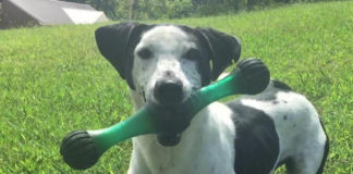 Pet of the Week: Meet Mr. Finch!