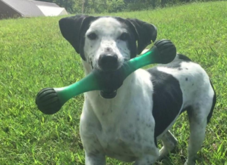 Pet of the Week: Meet Mr. Finch!