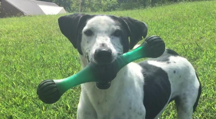 Pet of the Week: Meet Mr. Finch!