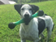 Pet of the Week: Meet Mr. Finch!