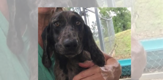 (Bonus) Pet of the Week: Snuggle up with Kipper!