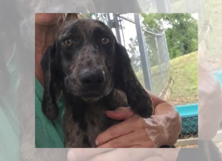 (Bonus) Pet of the Week: Snuggle up with Kipper!