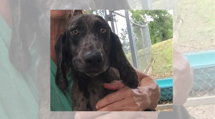 (Bonus) Pet of the Week: Snuggle up with Kipper!