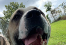 (Bonus) Pet of the Week: Experience the wide open Tundra