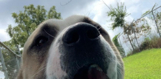 (Bonus) Pet of the Week: Experience the wide open Tundra