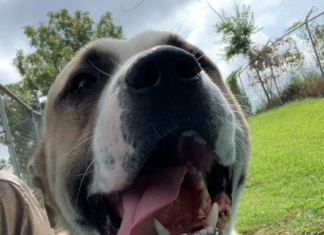 (Bonus) Pet of the Week: Experience the wide open Tundra