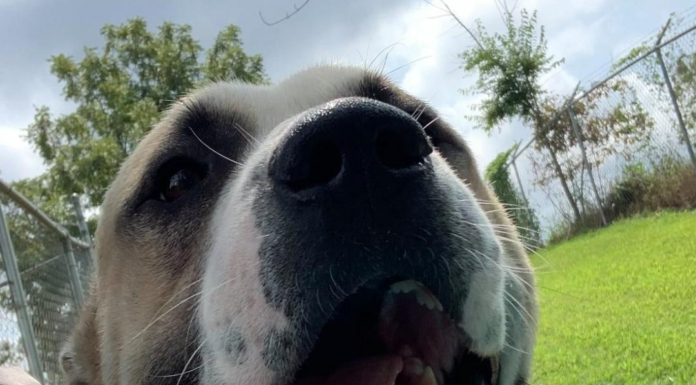 (Bonus) Pet of the Week: Experience the wide open Tundra