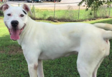 Pet of the Week: Make your life cooler with Snow!
