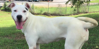 Pet of the Week: Make your life cooler with Snow!