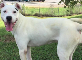 Pet of the Week: Make your life cooler with Snow!