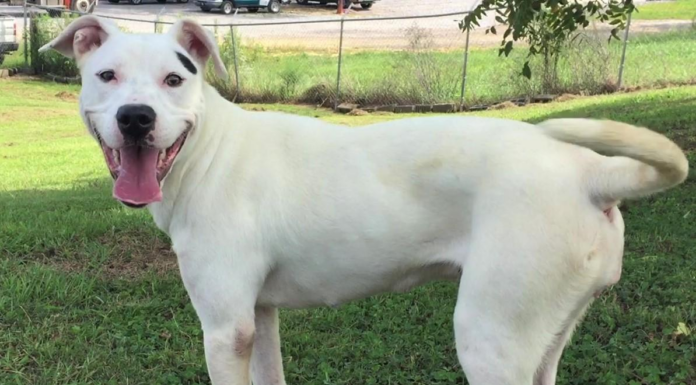 Pet of the Week: Make your life cooler with Snow!