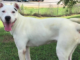 Pet of the Week: Make your life cooler with Snow!