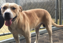 Pet of the Week: Meet good boy Rudolph!