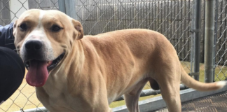 Pet of the Week: Meet good boy Rudolph!