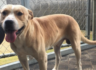 Pet of the Week: Meet good boy Rudolph!