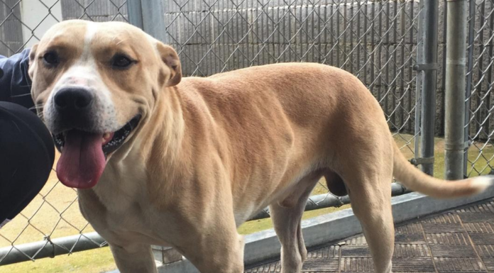 Pet of the Week: Meet good boy Rudolph!