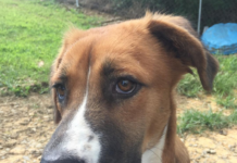 Pet of the Week: Meet Quincy, your new friend for a lifetime!