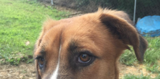 Pet of the Week: Meet Quincy, your new friend for a lifetime!