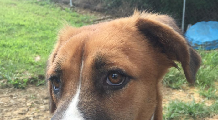 Pet of the Week: Meet Quincy, your new friend for a lifetime!