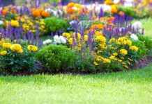 Year-round care and maintenance for perennials
