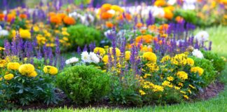 Year-round care and maintenance for perennials