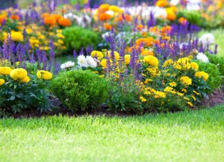 Year-round care and maintenance for perennials