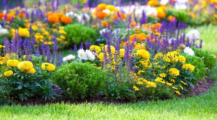 Year-round care and maintenance for perennials