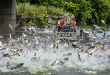 WFF cautiously optimistic about spread of silver carp