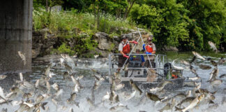 WFF cautiously optimistic about spread of silver carp