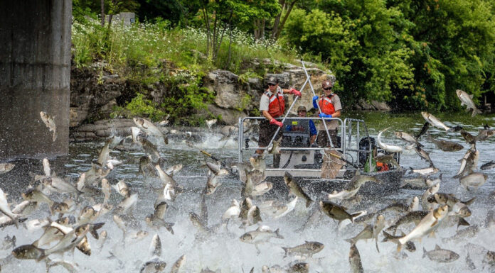 WFF cautiously optimistic about spread of silver carp