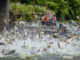 WFF cautiously optimistic about spread of silver carp