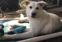 (Bonus) Pet of the Week: Let this Star shine for you!