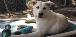 (Bonus) Pet of the Week: Let this Star shine for you!