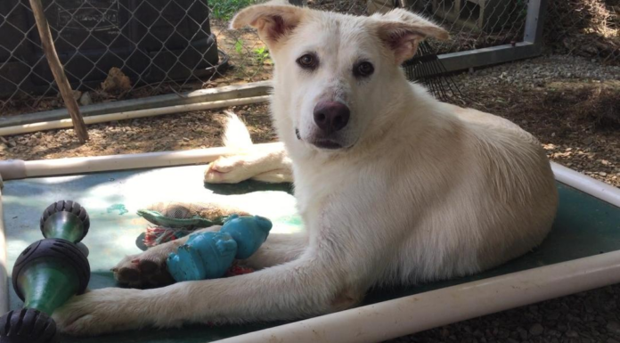 (Bonus) Pet of the Week: Let this Star shine for you!