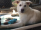 (Bonus) Pet of the Week: Let this Star shine for you!