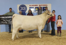 Cullman’s Cole Eubanks exhibits winning animals during 2nd weekend of Alabama National Fair Livestock Shows