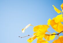 Trees for great fall color