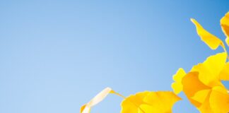 Trees for great fall color