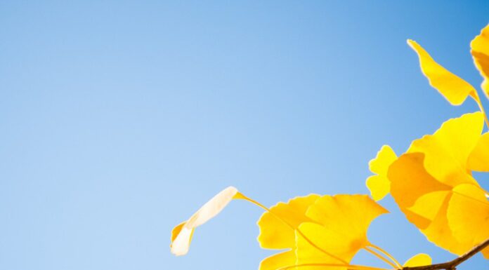 Trees for great fall color