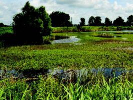 PUBLIC NOTICE: Nov. 13 signup deadline announced for Alabama’s Easement and Financial Assistance Programs