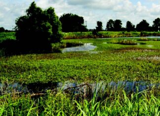 PUBLIC NOTICE: Nov. 13 signup deadline announced for Alabama’s Easement and Financial Assistance Programs