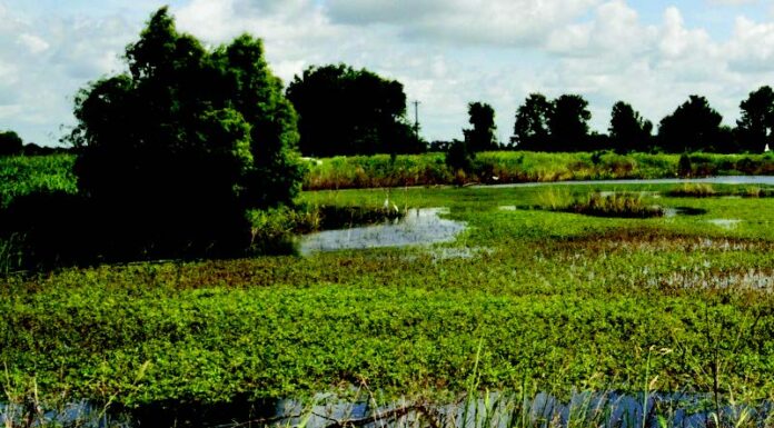 PUBLIC NOTICE: Nov. 13 signup deadline announced for Alabama’s Easement and Financial Assistance Programs