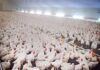 New state program supports poultry growers impacted by pandemic