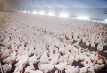 New state program supports poultry growers impacted by pandemic