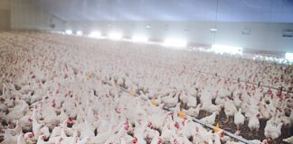 New state program supports poultry growers impacted by pandemic