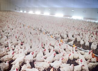 New state program supports poultry growers impacted by pandemic