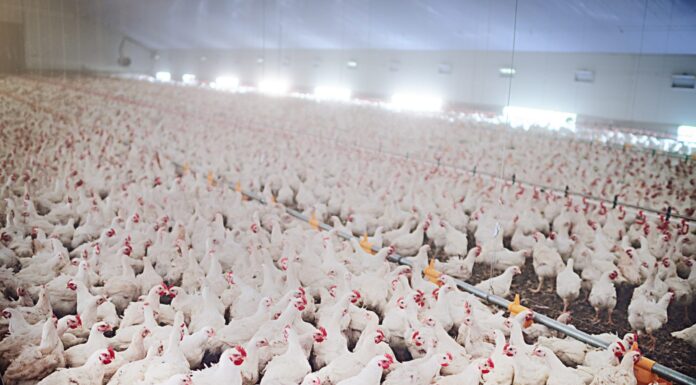 New state program supports poultry growers impacted by pandemic
