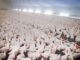 New state program supports poultry growers impacted by pandemic