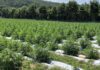 2021 Alabama hemp grower applications now available; Cullman info session Nov. 5
